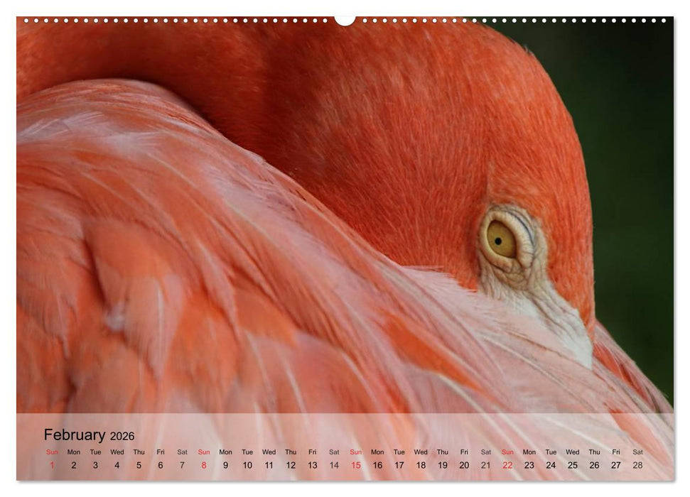 Flamingos Think pink (CALVENDO Premium-Calendar 2026)