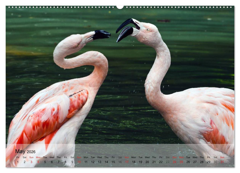 Flamingos Think pink (CALVENDO Premium-Calendar 2026)