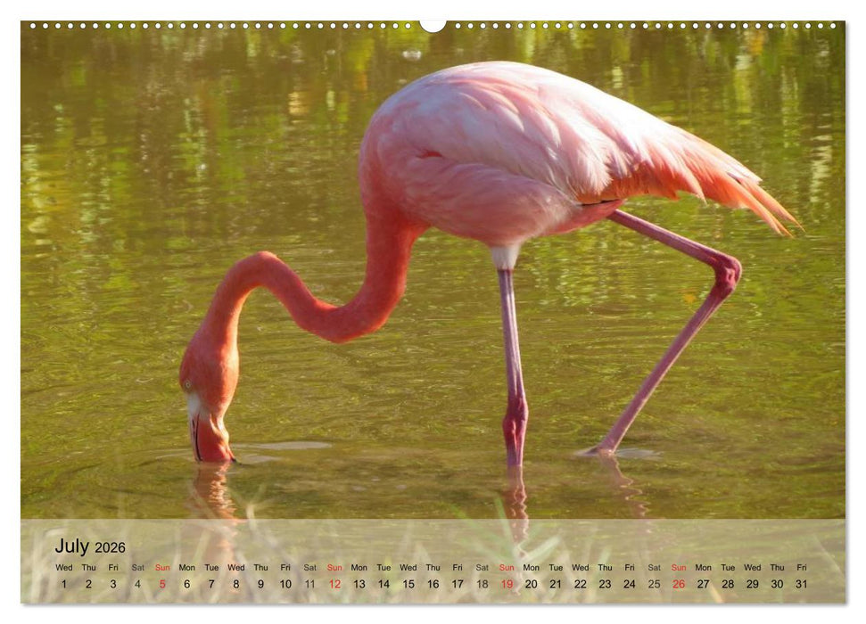 Flamingos Think pink (CALVENDO Premium-Calendar 2026)