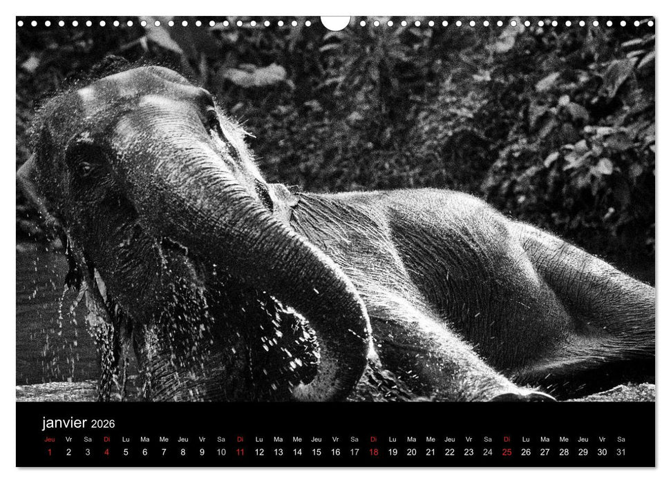 DES ÉLÉPHANTS ET DES HOMMES (CALVENDO Calendrier mensuel 2026)