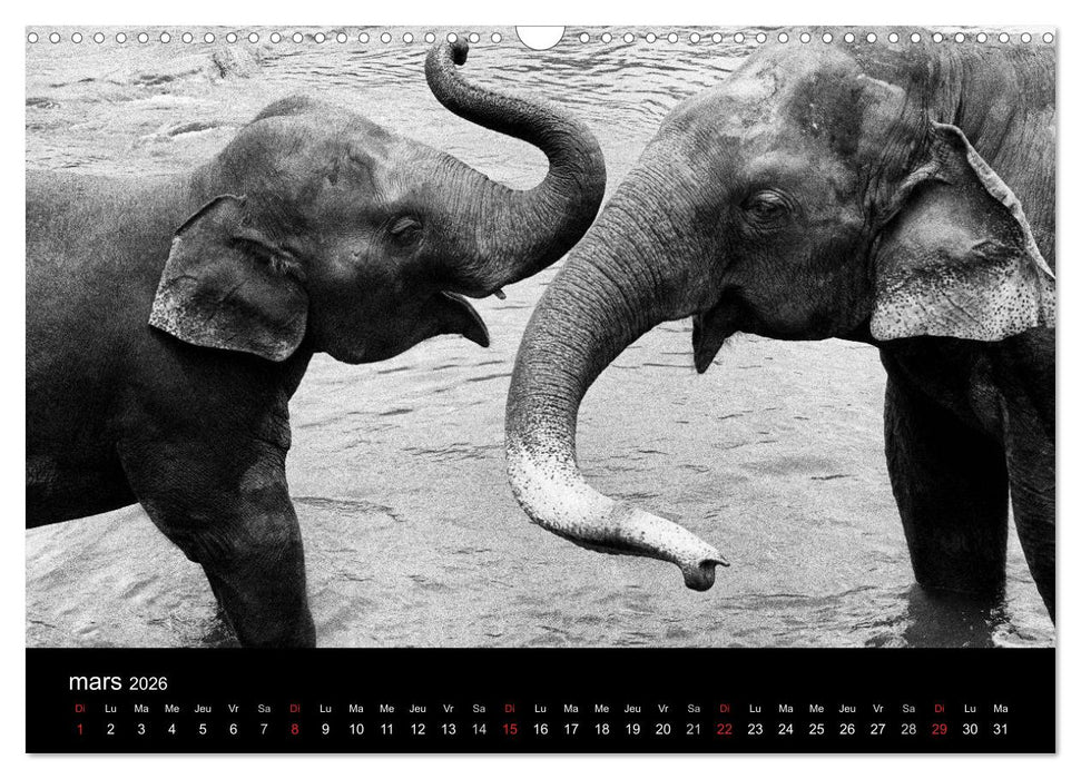 DES ÉLÉPHANTS ET DES HOMMES (CALVENDO Calendrier mensuel 2026)