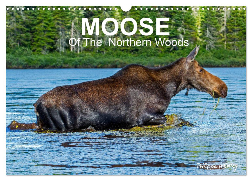 MOOSE Of The Northern Woods (CALVENDO Monthly Calendar 2026)