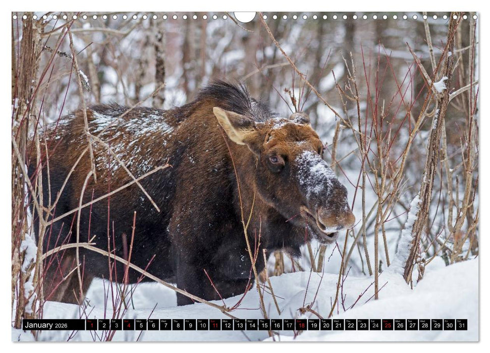 MOOSE Of The Northern Woods (CALVENDO Monthly Calendar 2026)