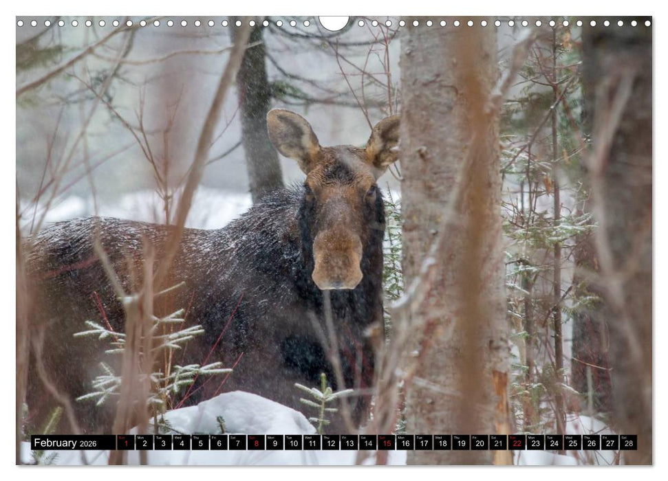 MOOSE Of The Northern Woods (CALVENDO Monthly Calendar 2026)