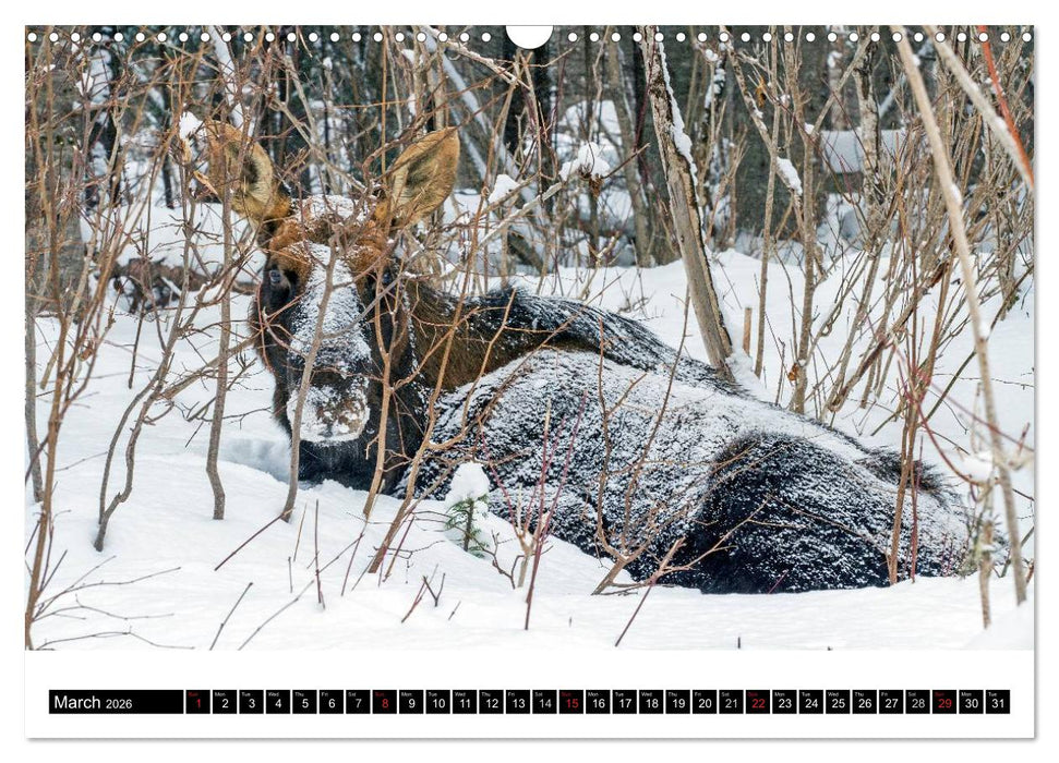 MOOSE Of The Northern Woods (CALVENDO Monthly Calendar 2026)