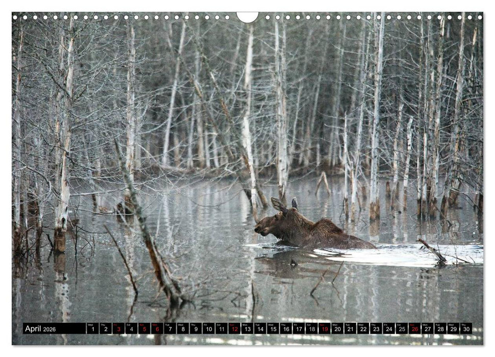 MOOSE Of The Northern Woods (CALVENDO Monthly Calendar 2026)