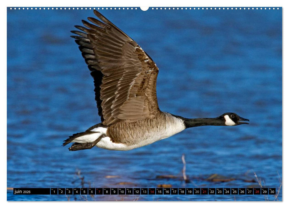 BERNACHES (CALVENDO Calendrier supérieur 2026)