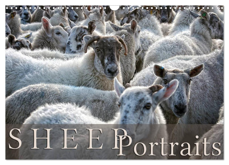 Sheep Portraits (CALVENDO Monthly Calendar 2026)