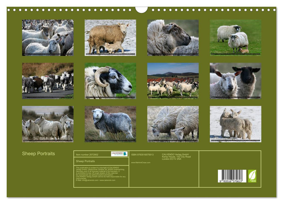 Sheep Portraits (CALVENDO Monthly Calendar 2026)