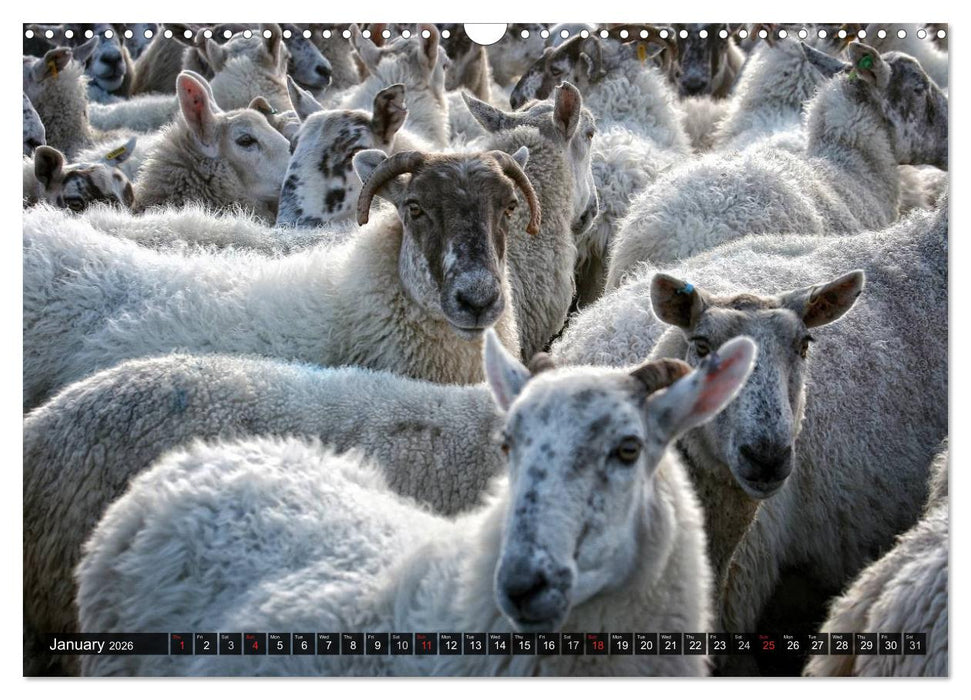 Sheep Portraits (CALVENDO Monthly Calendar 2026)