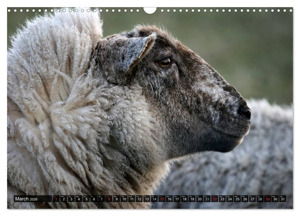 Sheep Portraits (CALVENDO Monthly Calendar 2026)