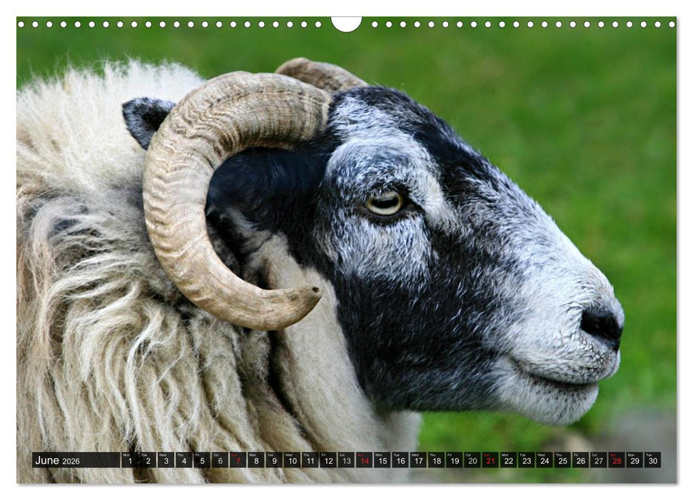 Sheep Portraits (CALVENDO Monthly Calendar 2026)