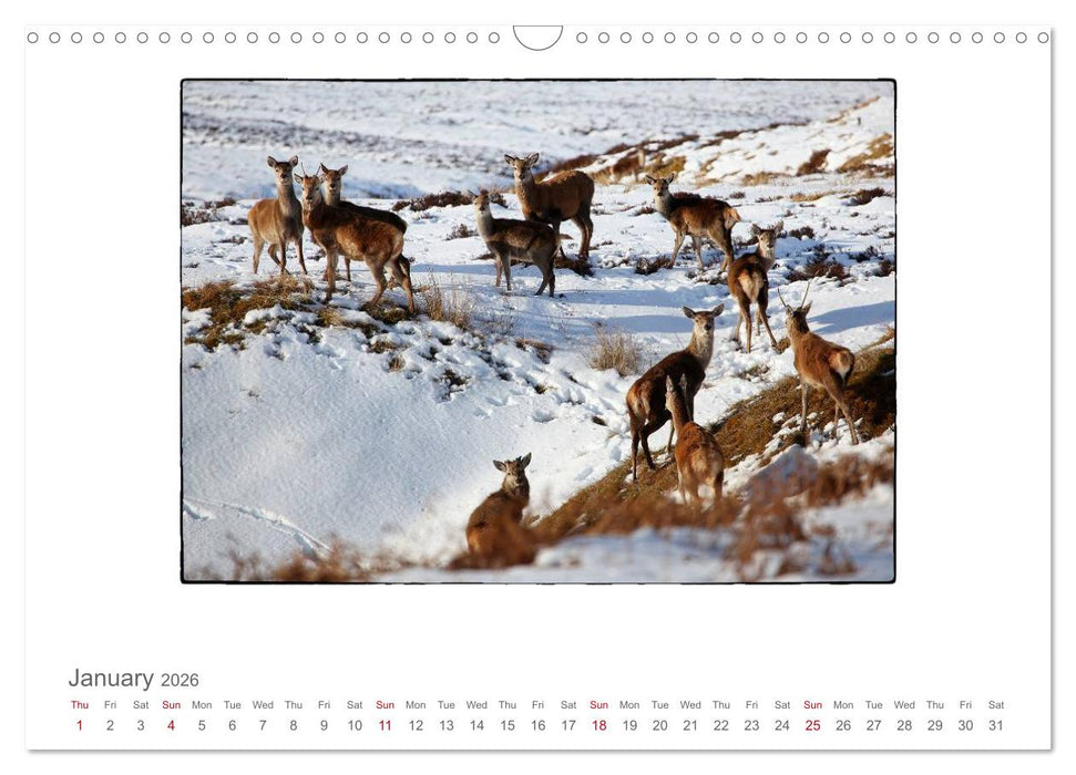 Wild Deer In The Highlands (CALVENDO Monthly Calendar 2026)