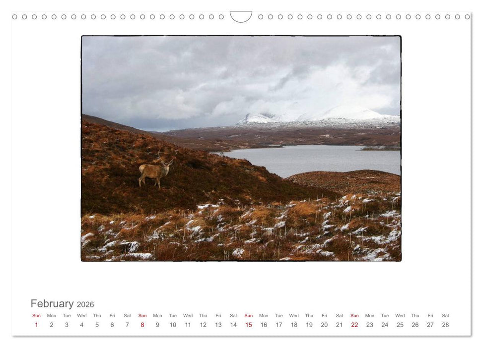 Wild Deer In The Highlands (CALVENDO Monthly Calendar 2026)