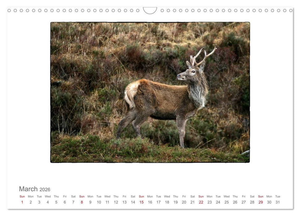 Wild Deer In The Highlands (CALVENDO Monthly Calendar 2026)