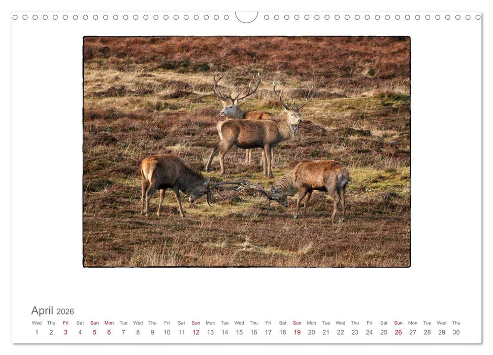 Wild Deer In The Highlands (CALVENDO Monthly Calendar 2026)