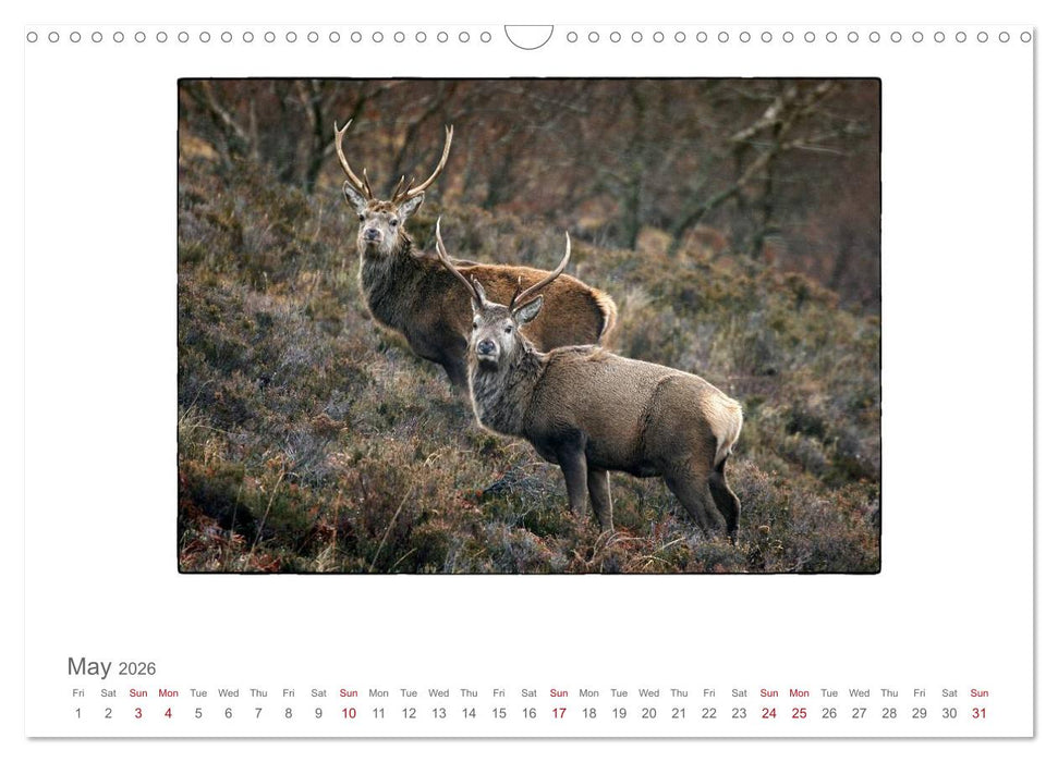 Wild Deer In The Highlands (CALVENDO Monthly Calendar 2026)