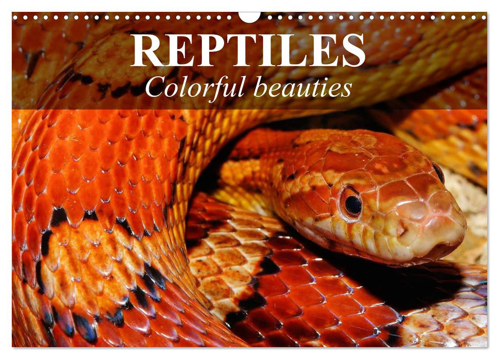 Reptiles Colorful beauties (CALVENDO Monthly Calendar 2026)