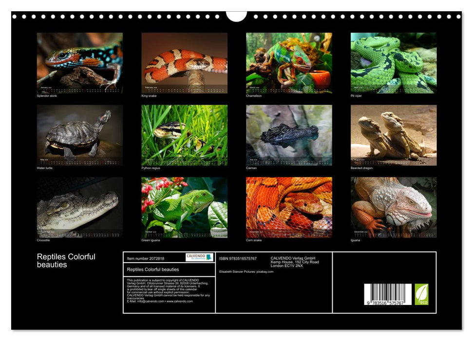 Reptiles Colorful beauties (CALVENDO Monthly Calendar 2026)