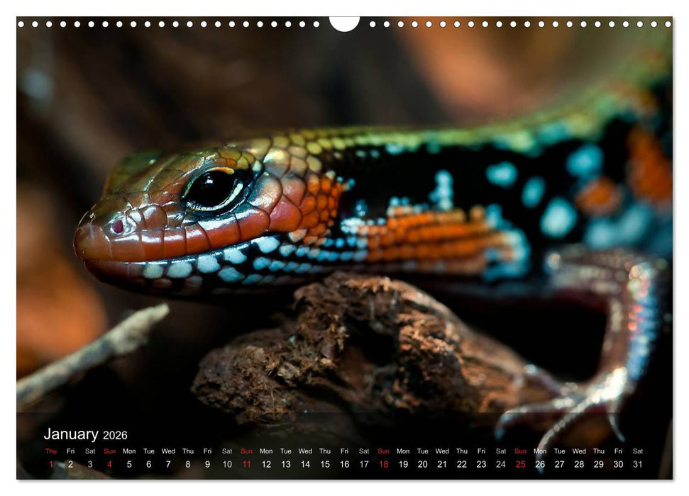 Reptiles Colorful beauties (CALVENDO Monthly Calendar 2026)