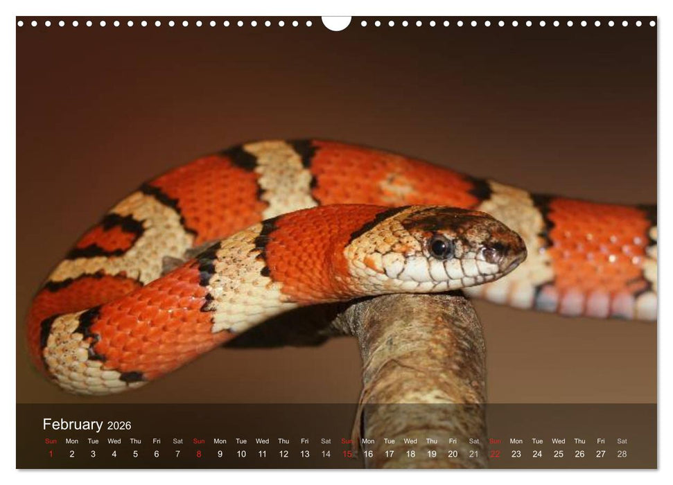 Reptiles Colorful beauties (CALVENDO Monthly Calendar 2026)
