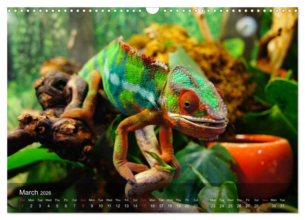 Reptiles Colorful beauties (CALVENDO Monthly Calendar 2026)