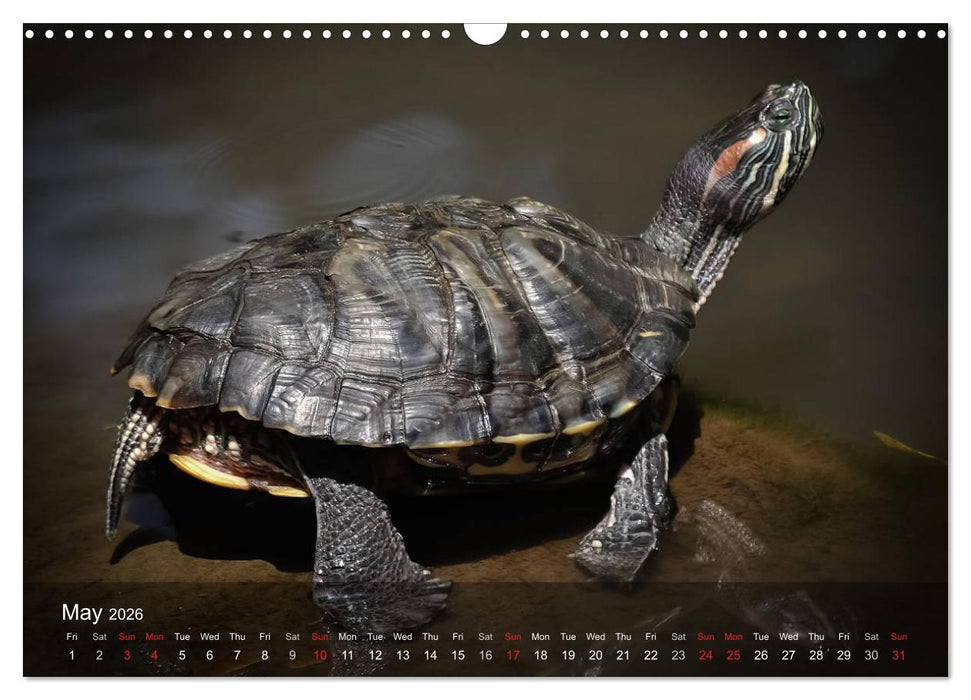 Reptiles Colorful beauties (CALVENDO Monthly Calendar 2026)
