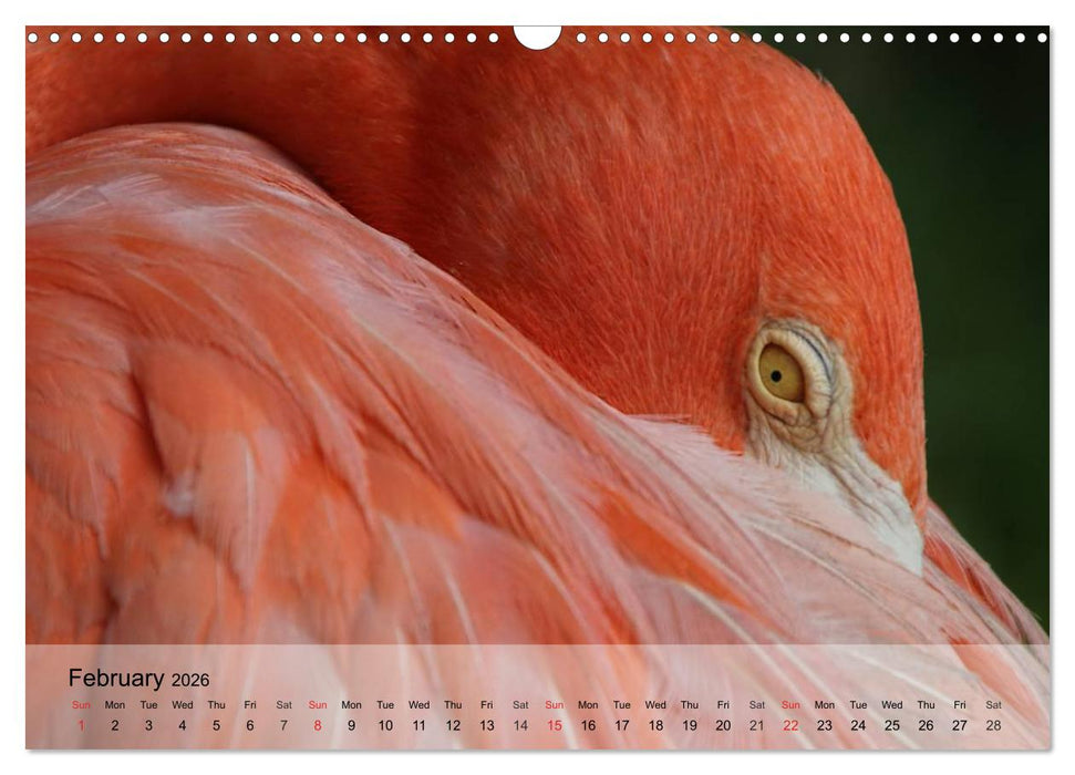 Flamingos Think pink (CALVENDO Monthly Calendar 2026)
