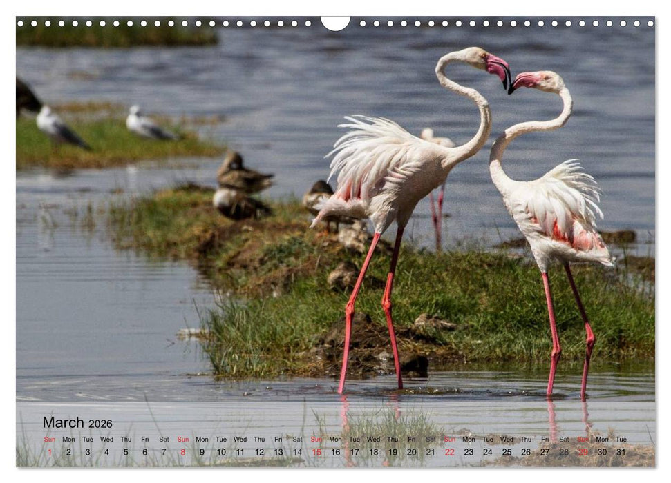 Flamingos Think pink (CALVENDO Monthly Calendar 2026)