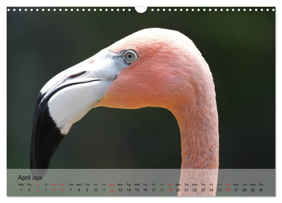 Flamingos Think pink (CALVENDO Monthly Calendar 2026)