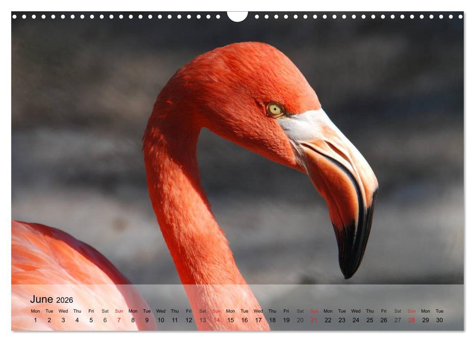 Flamingos Think pink (CALVENDO Monthly Calendar 2026)