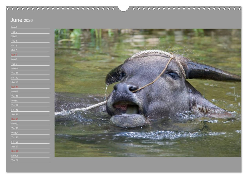 Philippines Colorful Life (CALVENDO Monthly Calendar 2026)