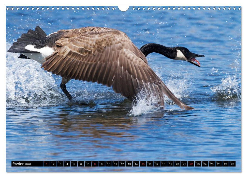 BERNACHES (CALVENDO Calendrier mensuel 2026)