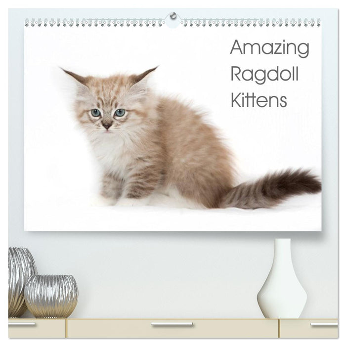 Amazing Ragdoll Kittens (CALVENDO Premium-Calendar 2026)