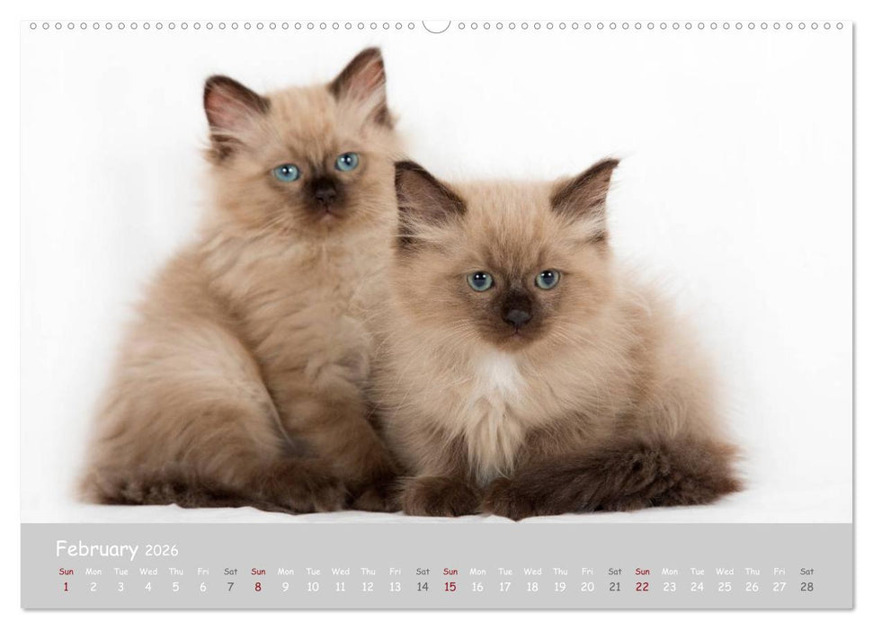 Amazing Ragdoll Kittens (CALVENDO Premium-Calendar 2026)