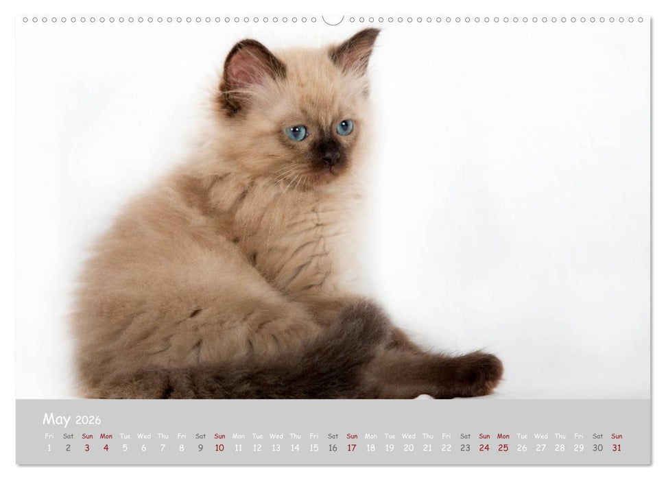 Amazing Ragdoll Kittens (CALVENDO Premium-Calendar 2026)