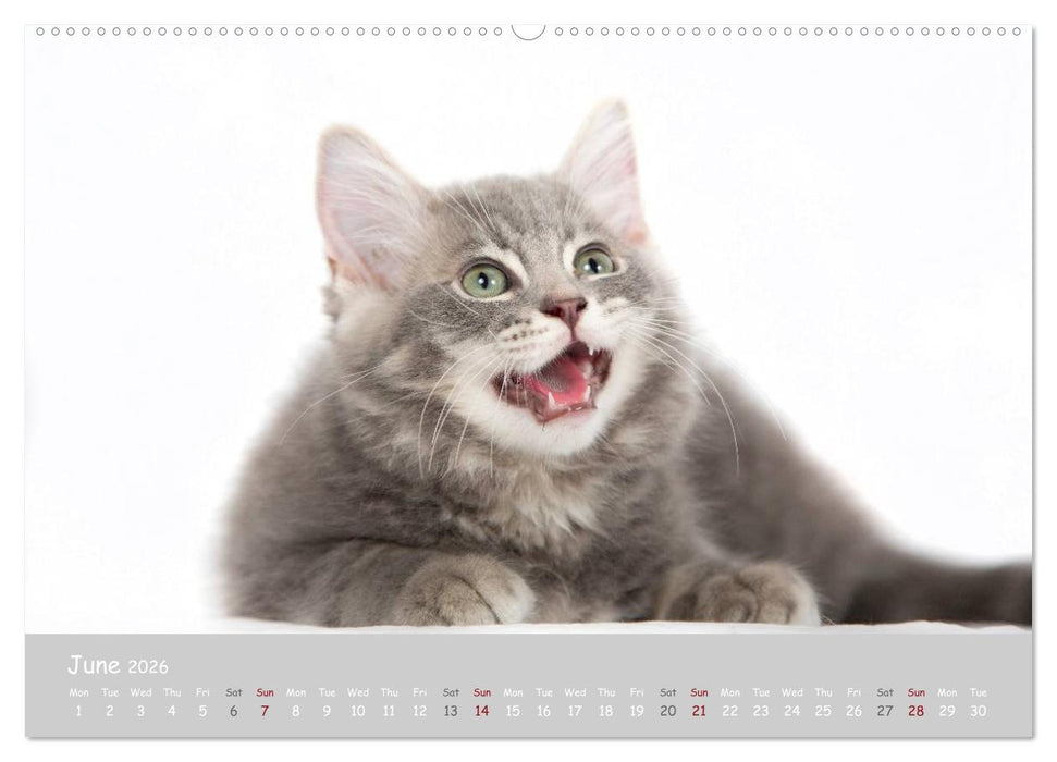 Amazing Ragdoll Kittens (CALVENDO Premium-Calendar 2026)