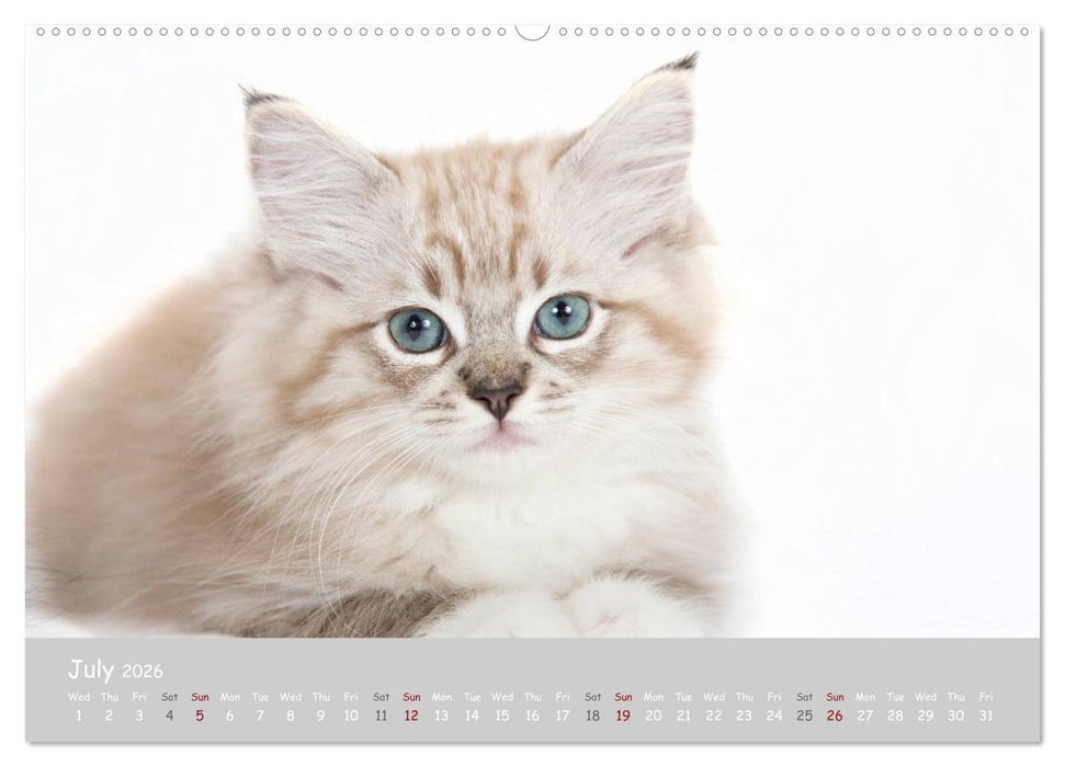 Amazing Ragdoll Kittens (CALVENDO Premium-Calendar 2026)
