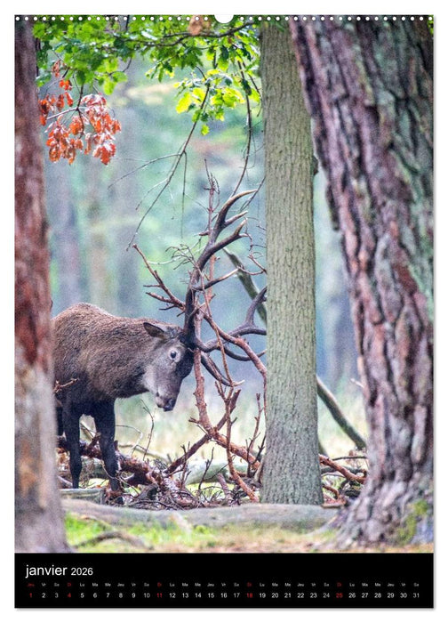 LE CERF EN FRANCE (CALVENDO Calendrier supérieur 2026)