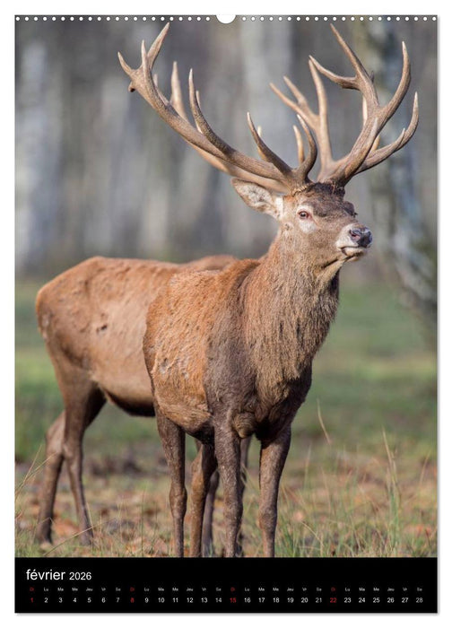 LE CERF EN FRANCE (CALVENDO Calendrier supérieur 2026)