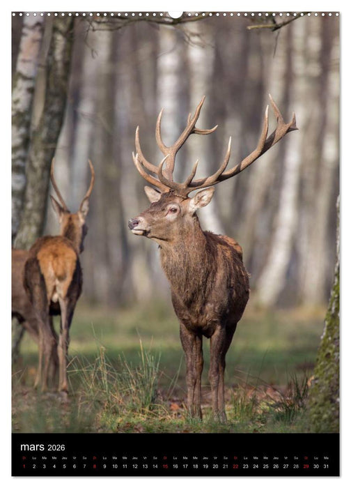 LE CERF EN FRANCE (CALVENDO Calendrier supérieur 2026)