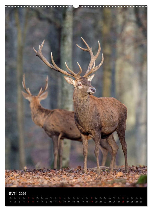 LE CERF EN FRANCE (CALVENDO Calendrier supérieur 2026)