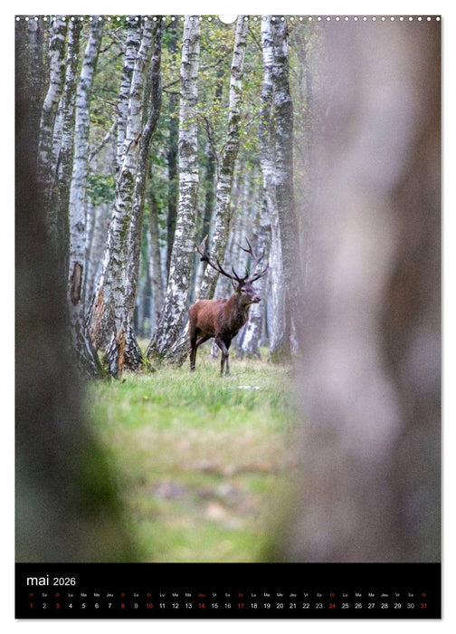 LE CERF EN FRANCE (CALVENDO Calendrier supérieur 2026)