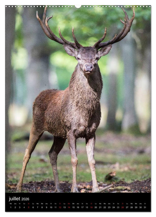 LE CERF EN FRANCE (CALVENDO Calendrier supérieur 2026)