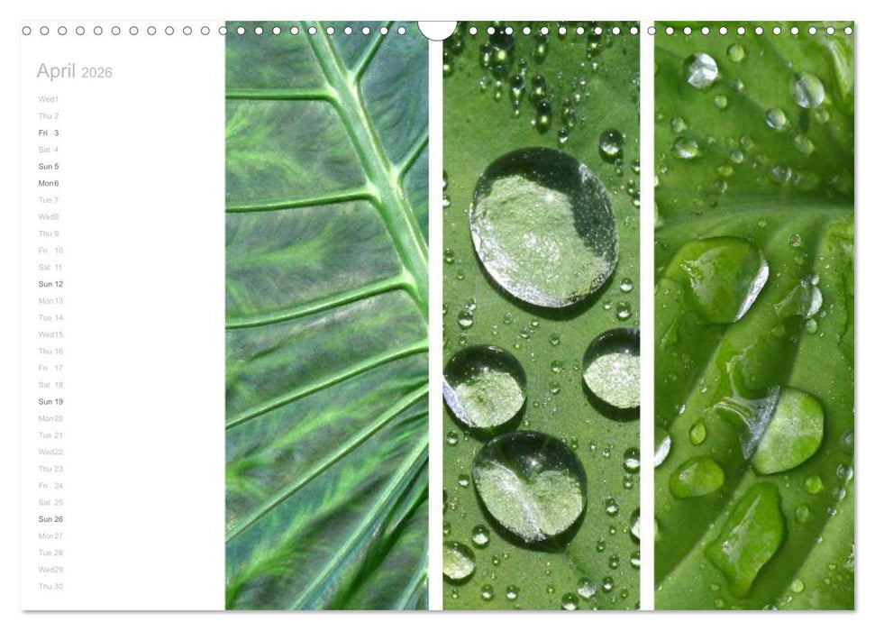 Natural Trios (CALVENDO Monthly Calendar 2026)