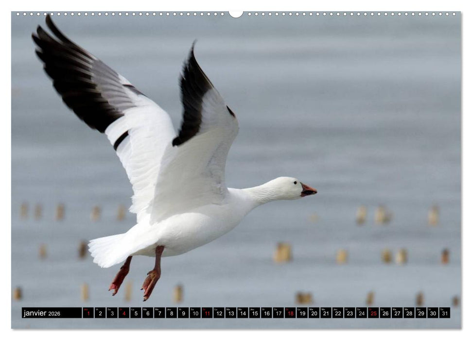 PLUMES LÉGÈRES. Oiseaux du Monde (CALVENDO Calendrier supérieur 2026)