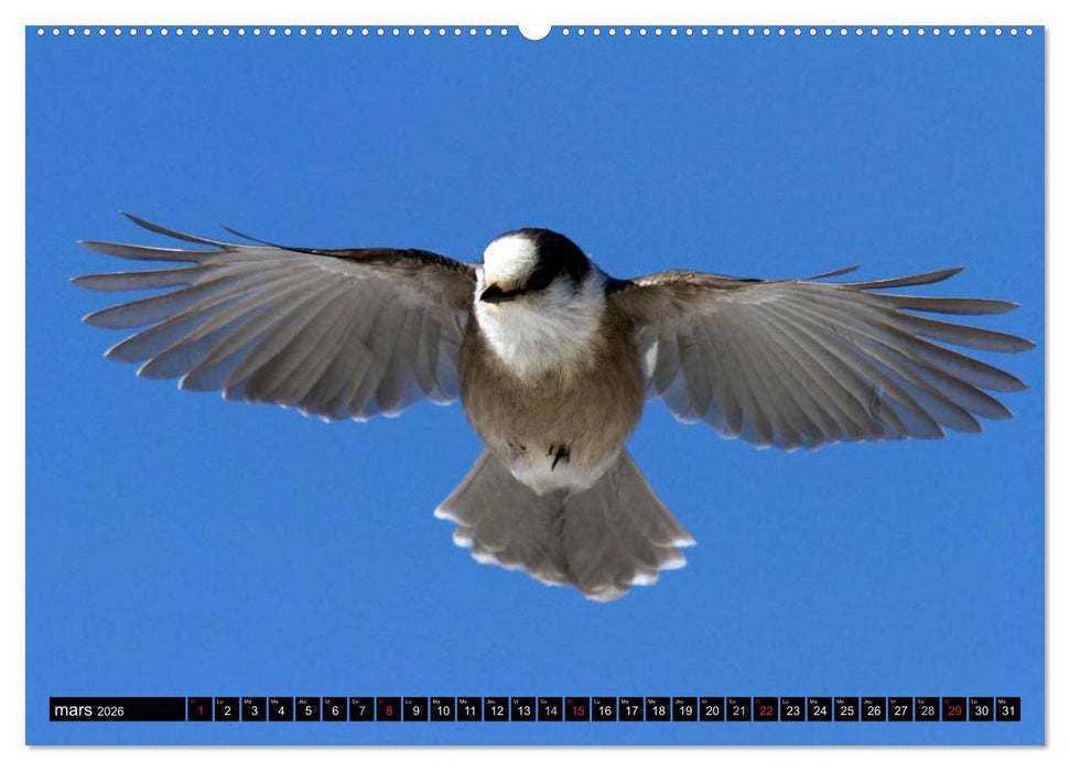 PLUMES LÉGÈRES. Oiseaux du Monde (CALVENDO Calendrier supérieur 2026)