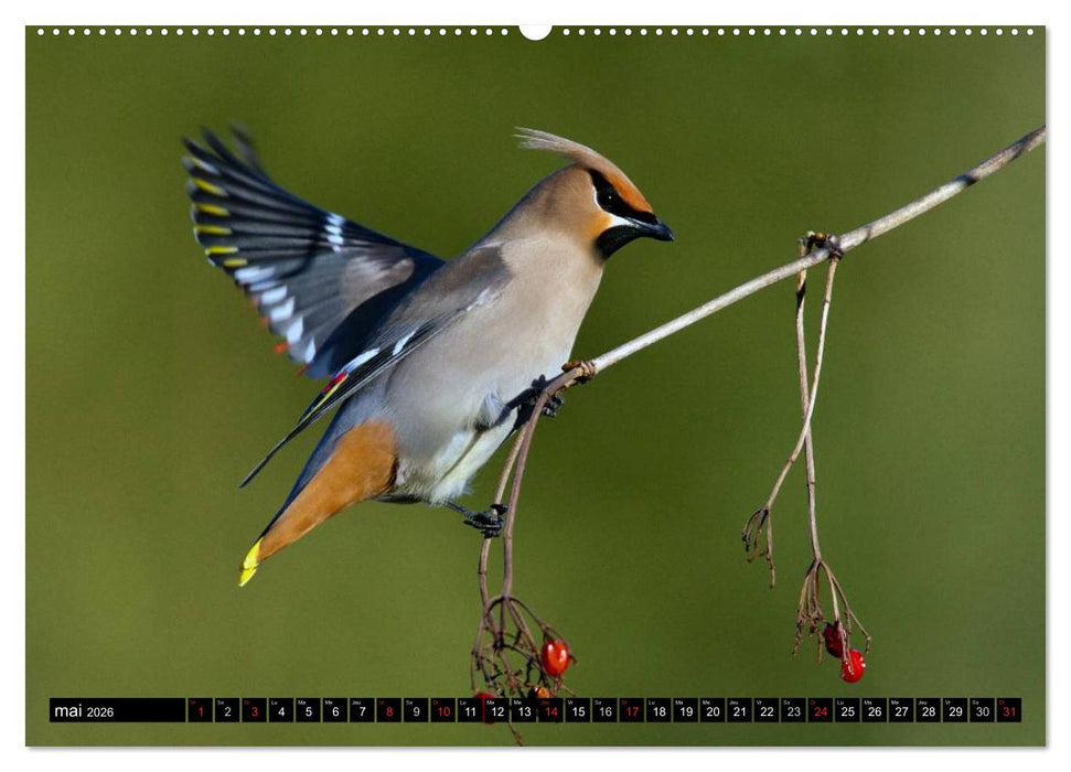 PLUMES LÉGÈRES. Oiseaux du Monde (CALVENDO Calendrier supérieur 2026)