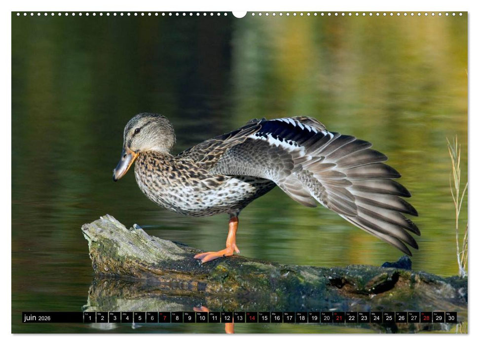 PLUMES LÉGÈRES. Oiseaux du Monde (CALVENDO Calendrier supérieur 2026)