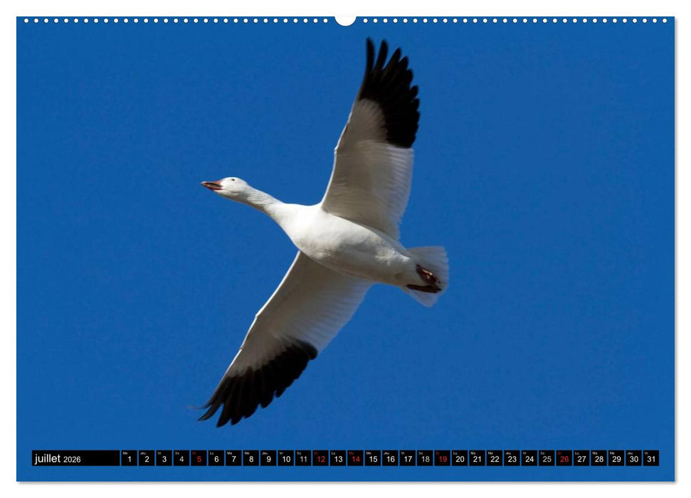 PLUMES LÉGÈRES. Oiseaux du Monde (CALVENDO Calendrier supérieur 2026)